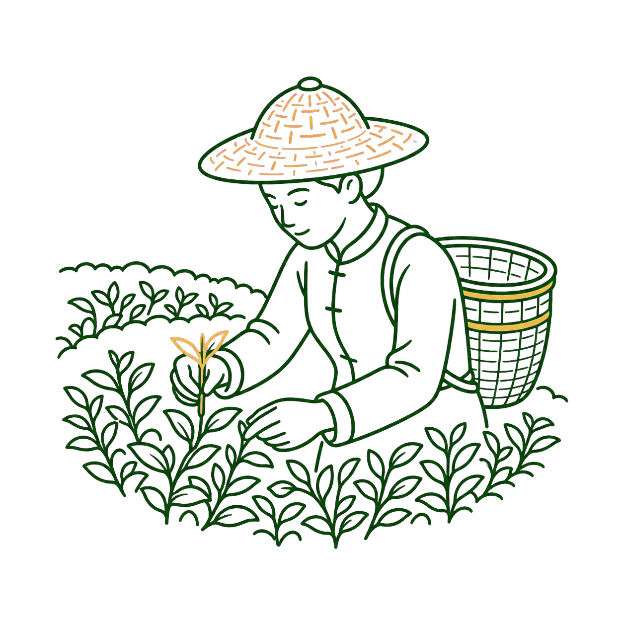戴著斗笠的茶農,正在茶園裡採摘一心二葉